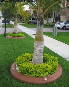 تنسيق الحدائق